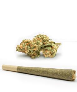 Blue-Dream-Pre-Rolled-Cones--HighNorth-Maine's-Wholesale-Cannabis-Brand
