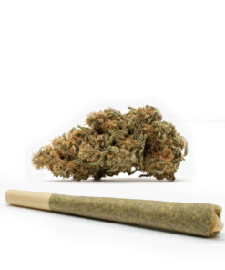 CBD-Critical-Mass-Pre-Rolled-Cones--HighNorth-Maine's-Wholesale-Cannabis-Brand