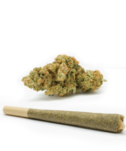 Chocolope-Pre-Rolled-Cones--HighNorth-Maine's-Wholesale-Cannabis-Brand