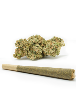 Girl-Scout-Cookies-GSC-Pre-Rolled-Cones--HighNorth-Maine's-Wholesale-Cannabis-Brand