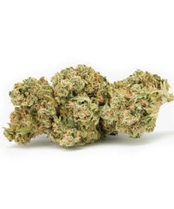 Girl-Scout-Cookies-GSC-Trimmed-Herb-HighNorth-Maine's-Wholesale-Cannabis-Brand