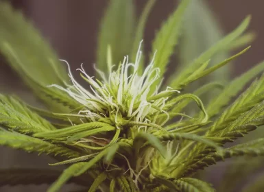 Cannabis Strains High CBD
